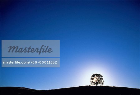 Silhouette d'arbre solitaire Flinders s'étend le Parc National en Australie-méridionale, Australie