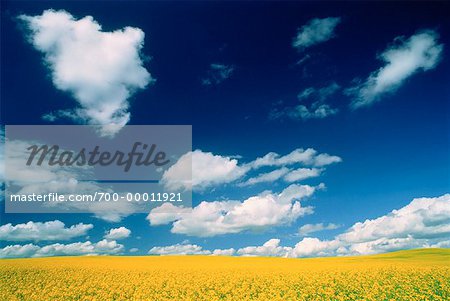 Champ de canola près de Stettler, Alberta, Canada