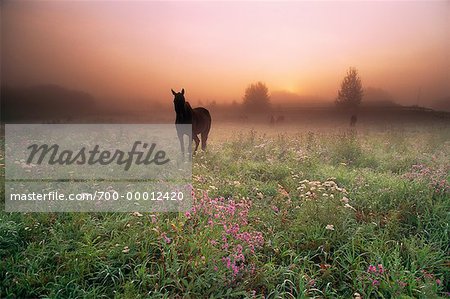 Cheval au domaine à l'aube près d'Edmonton, Alberta, Canada