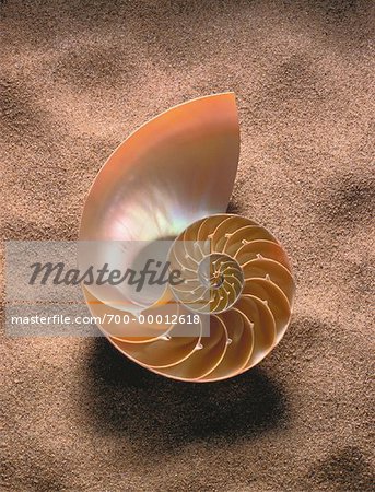 Nautilus Shell in Sand