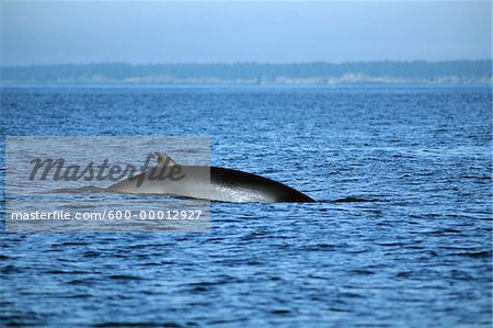 Finback Whale, Bay of Fundy, New Brunswick, Canada