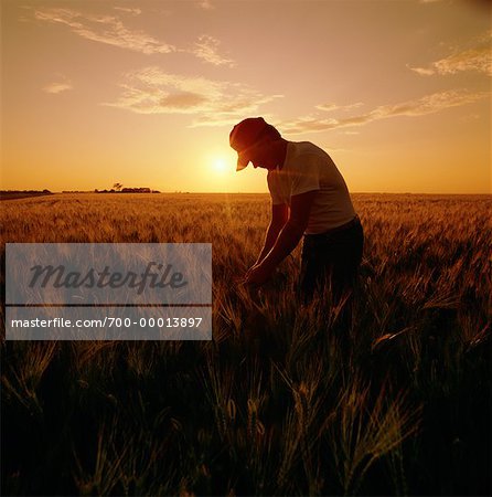 Agriculteur dans le champ au coucher du soleil