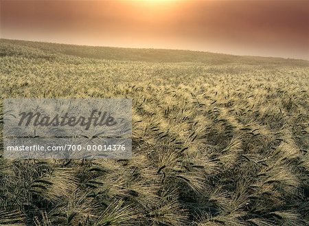 Tau auf Gerstenfeld bei Sonnenaufgang in der Nähe von Maidstone, Saskatchewan, Kanada