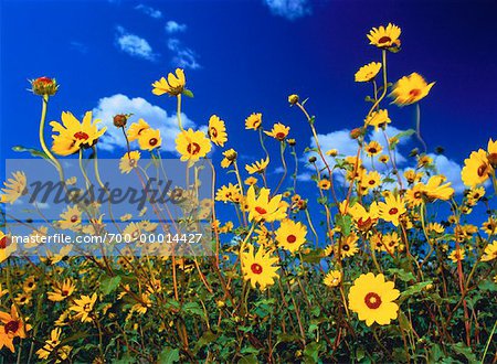Prairie Sunflower Near Sceptre, Saskatchewan Canada