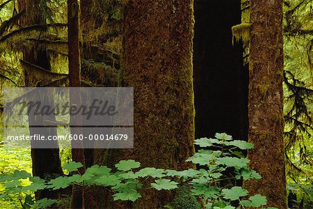 Old Growth Forest Clayoquot Sound British Columbia, Kanada