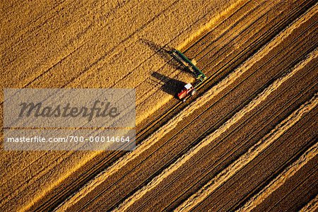 Ernte Weizen, Saskatchewan, Kanada