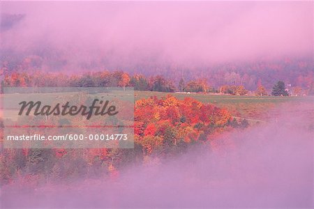 Arbres et sur le terrain en automne Gorhams Bluff, Nouveau-Brunswick, Canada