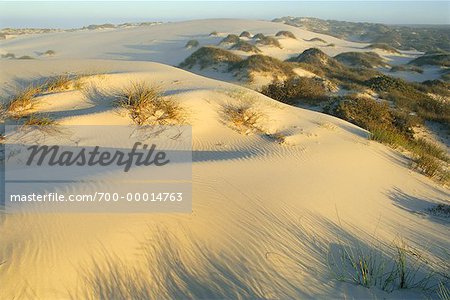 Dunes de sable près de l'océan Atlantique, en Afrique du Sud