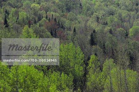 Vue d'ensemble de la forêt au printemps New Brunswick, Canada