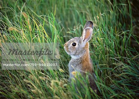 Rabbit Grasslands National Park Saskatchewan, Canada