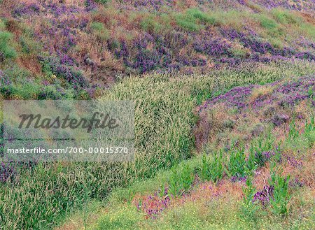 Flowers in Field Near Walla Walla, Washington, USA