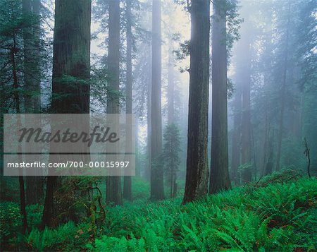 Redwood Forest Del Norte Coast State Park California, USA