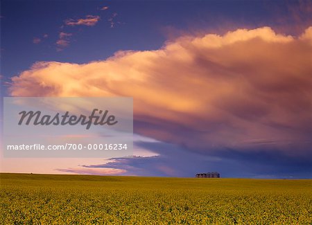 Storm Clouds and Canola Field Near Edmonton, Alberta, Canada