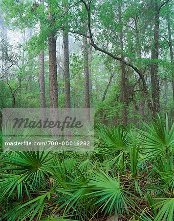 Appalachicola National Forest en Floride