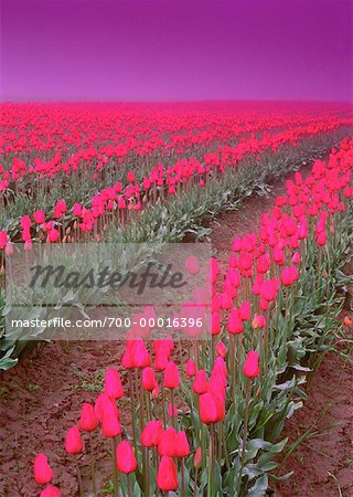 Tulip Field Mount Vernon Washington, USA