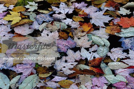 Leaves in Autumn Quebec, Canada