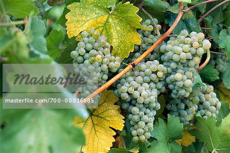 Grapes on Vine Austria