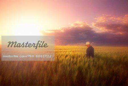 Agriculteur dans le champ au coucher du soleil en Saskatchewan, Canada