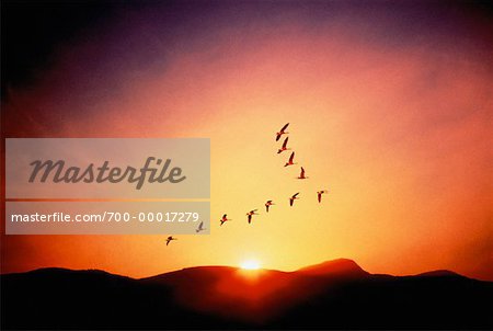 Silhouette of Canada Geese Flying In Formation at Sunset British Columbia, Canada