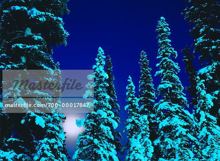 Pleine lune et arbres le Parc National Banff, Alberta, Canada