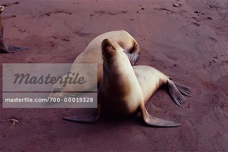 Seals Rabida Island, Galapagos Island Ecuador