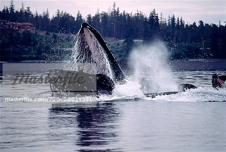 Les baleines à bosse coopérative alimentaire Frederick Sound, Alaska, USA