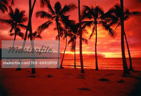 Silhouette De Palmiers Au Coucher Du Soleil Haleiwa Beach