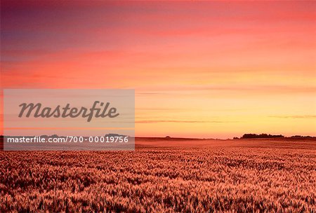 Sunrise over Barley Field Near Edmonton, Alberta, Canada