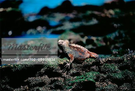 Marine Iguana aux îles Galapagos, Equateur