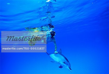 Underwater View of Spotted Dolphins and Male Diver Little Bahama Banks, Bahamas