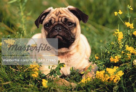 Portrait of Pug Puppy Lying in Field