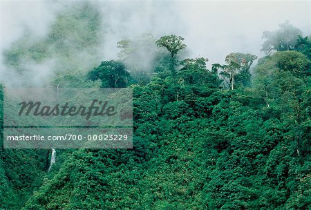 Cloud Forest Andes Mountains Napo Province, Ecuador
