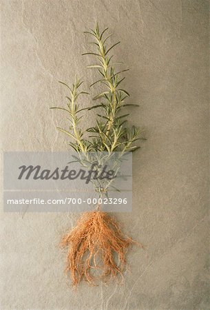 Creeping Rosemary with Root