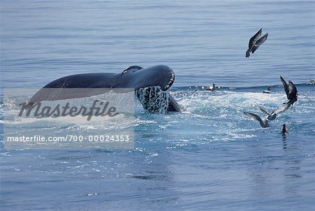 Humpback Whale Tail Provincetown, Cape Cod Massachusetts, USA