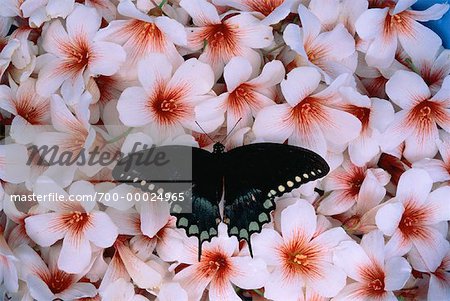 Butterfly on Flowers Tallahassee, Florida, USA