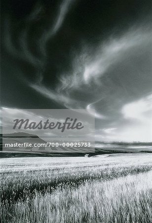 Cirruswolken über Getreidefeldern bei Pincher Creek, Alberta Kanada