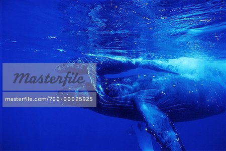 Underwater View of Humpback Whale And Calf Near Hawaiian Islands North Pacific Ocean