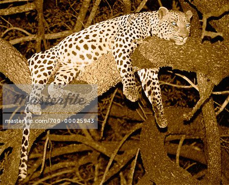 Léopard couché dans Tree at Night Sabi Sands Game préserver l'Afrique du Sud