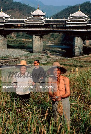 Workers in Field at Rice Harvest China