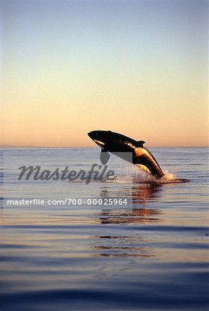 Killer Whale Breaching Juan de Fuca Strait British Columbia, Canada