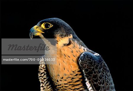 Gros plan de Peregrine Falcon (Alberta), Canada