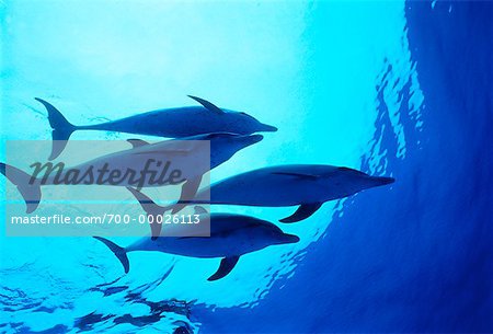 Underwater View of Spotted Dolphins Little Bahama Banks, Bahamas
