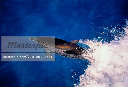 Gefleckter Delfin wenig Bahama Banks, Bahamas