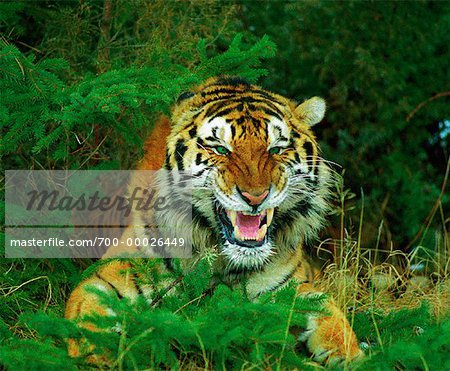 Porträt von Knurren Bengal Tiger