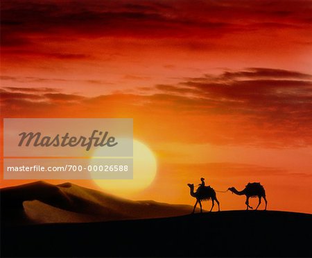 Silhouette of Camels at Sunset