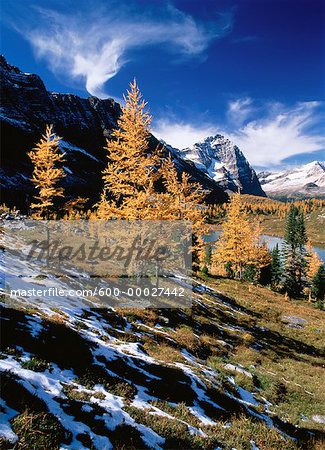 Herbst Lärche, Opabin Plateau Yoho-Nationalpark, British Columbia, Kanada