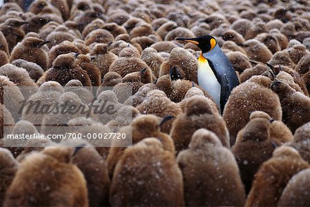 King Penguins Gold Harbour, South Georgia Island, Antarctic Islands