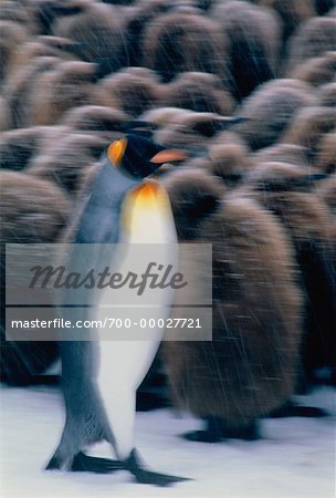 Roi des îles de pingouins Gold Harbour, île de Géorgie du Sud, Antarctique