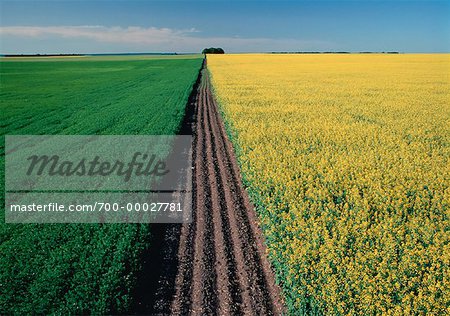 Flax and Canola Fields Wawanesa, Manitoba, Canada