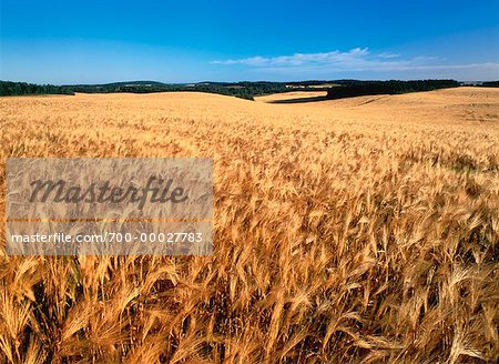 Barley Feilds (Malting) Forrest, Manitoba, Canada